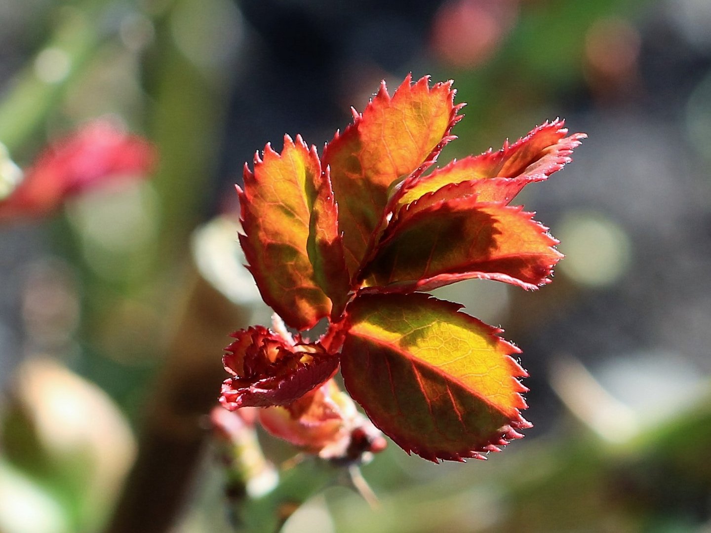 Erste Blätter der Rose im Frühling