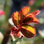 Erste Blätter der Rose im Frühling