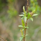 erste Blätter und Blüten_03174