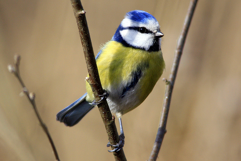 erste Blaumeise