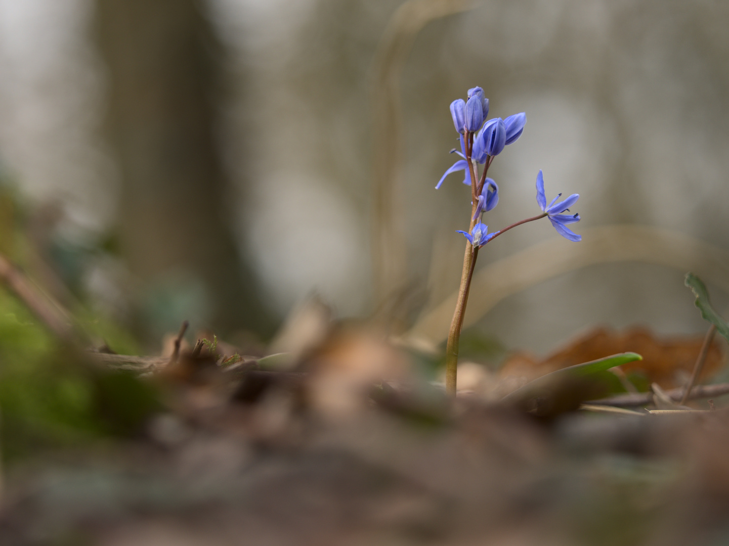 Erste Blausterne 