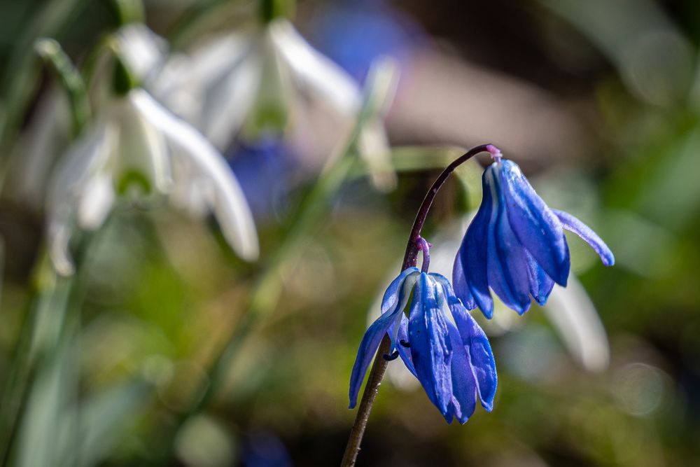 erste Blausterne II ...