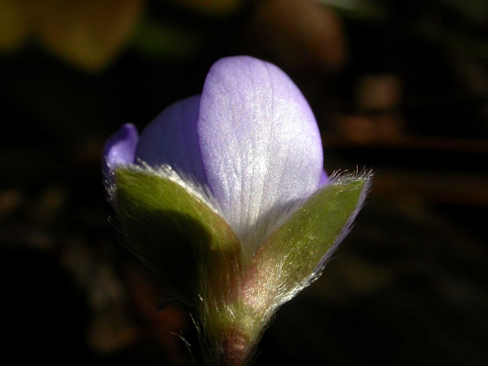 Erste blühende Blume