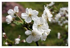 Erste Blüte