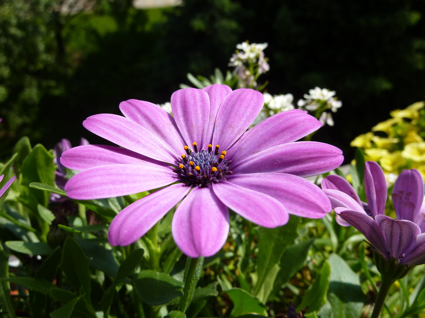 Erste Blüte