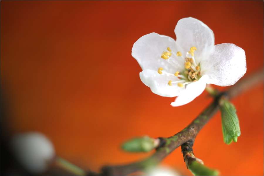 Erste Blüte