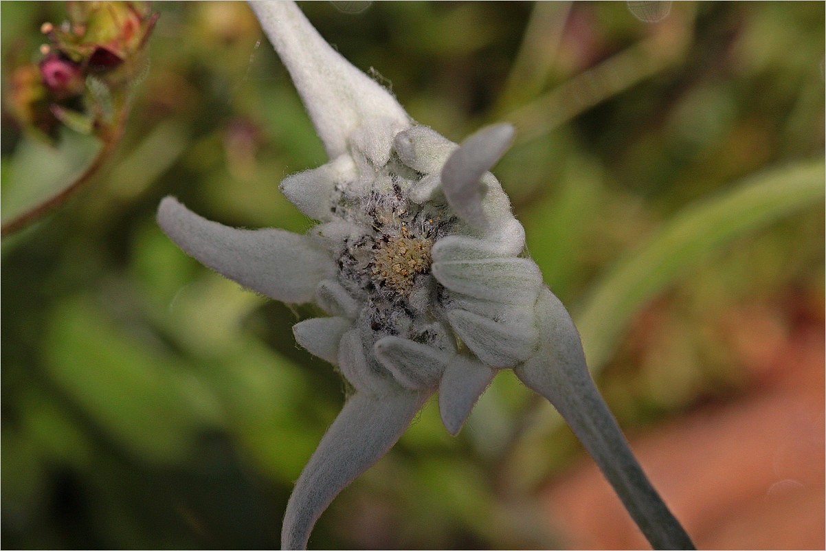 erste Blüte