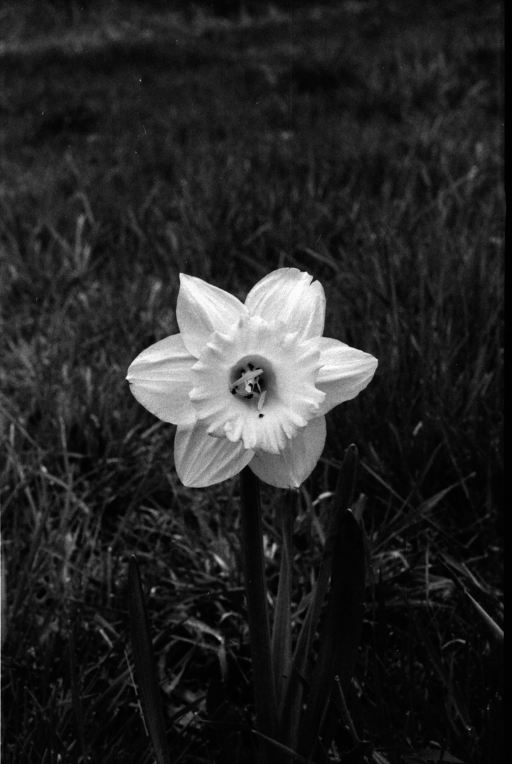 erste Blüte