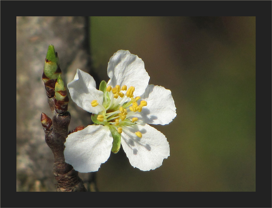 Erste Blüte