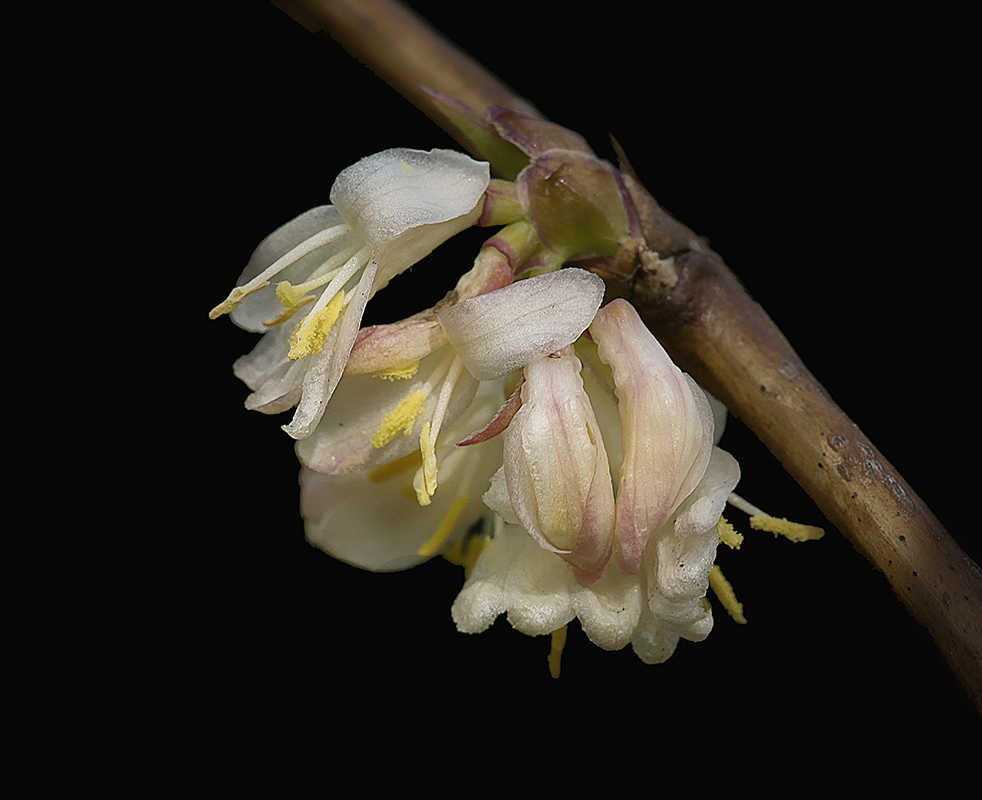 Erste Blüte