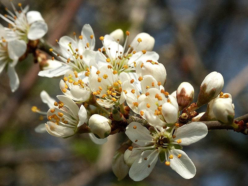 Erste Blüte