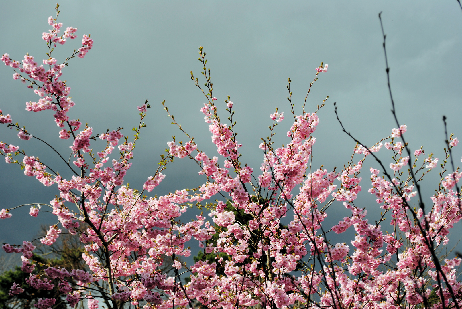 erste Blüte