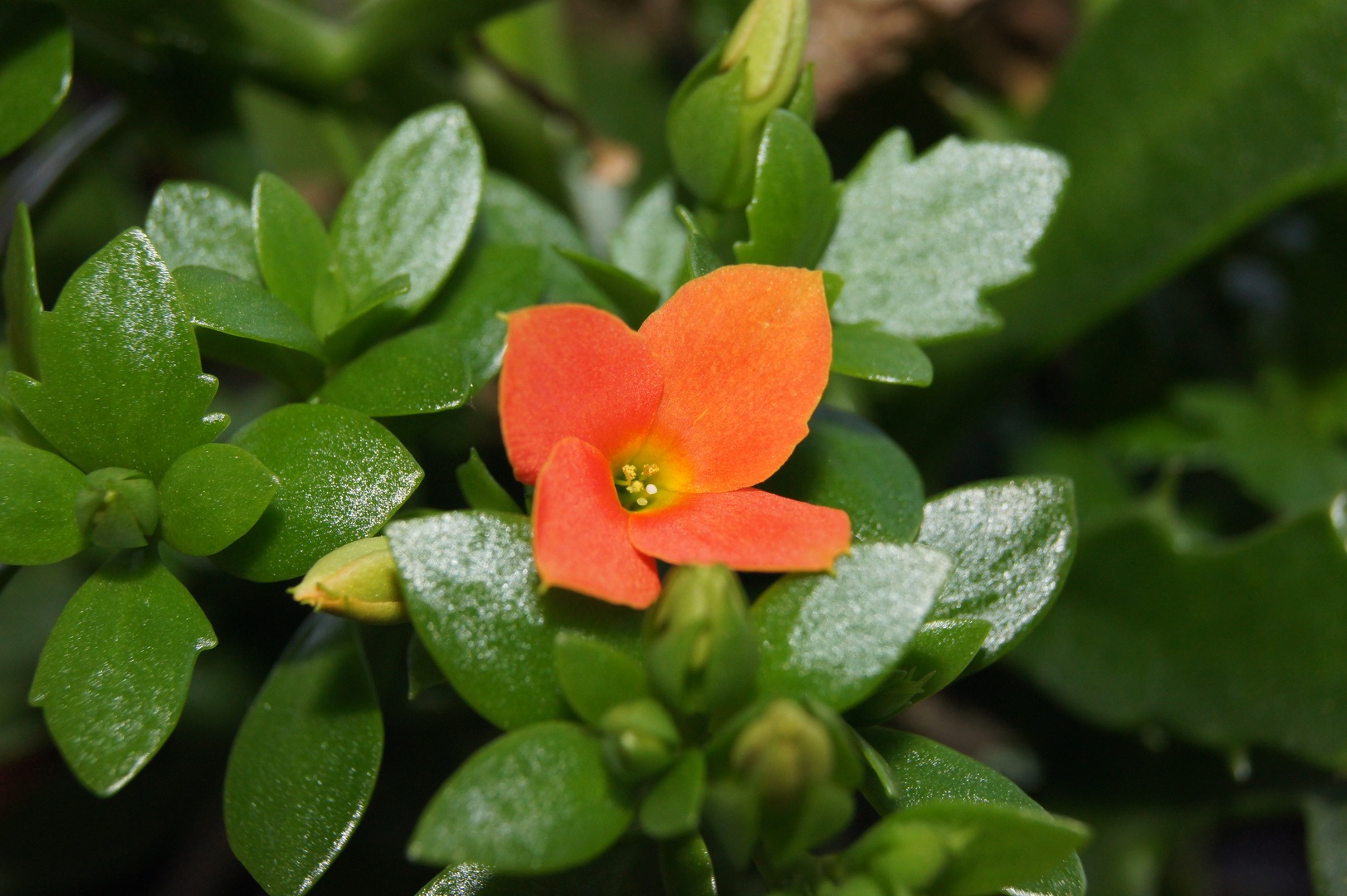 erste Blüte