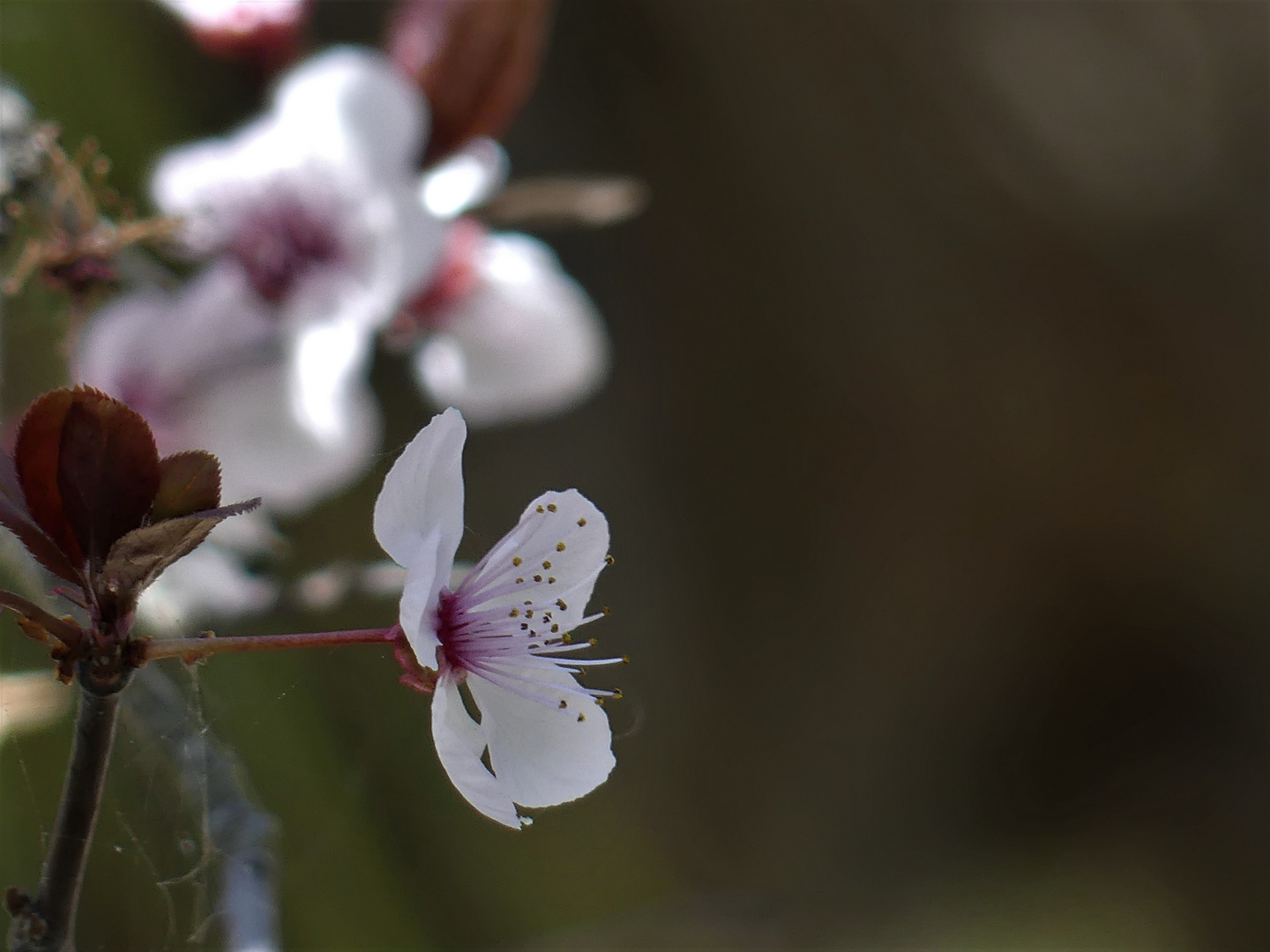 Erste Blüte