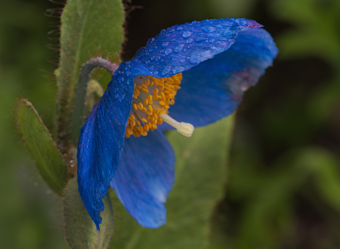 Erste Blüte...