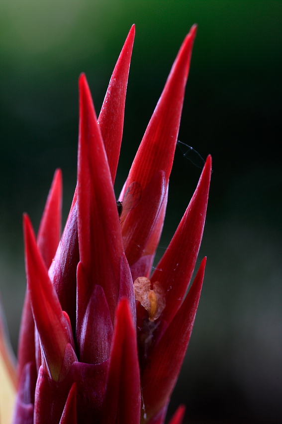 Erste Blüte