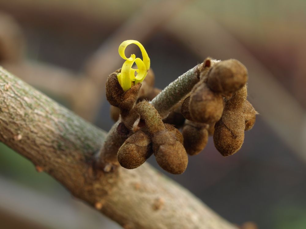 Erste Blüte der Zaubernuss (31.12.2011)