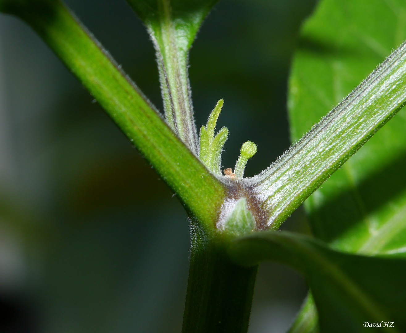 erste blüte einer Chili Pflanze