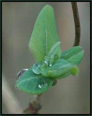 Erste Blüte