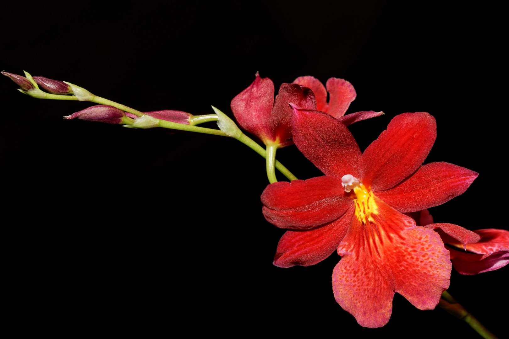 Erste Blüte