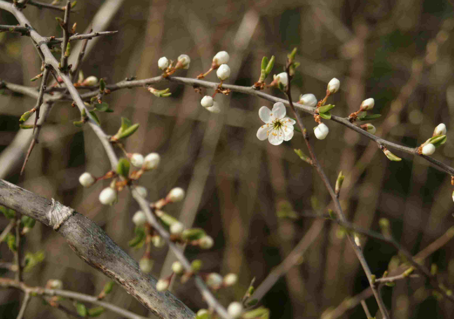 Erste Blüte im Frühjahr