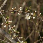 Erste Blüte im Frühjahr