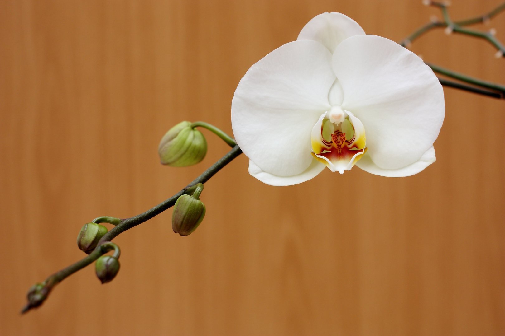 Erste Blüte meiner Orchidee dieses Jahr