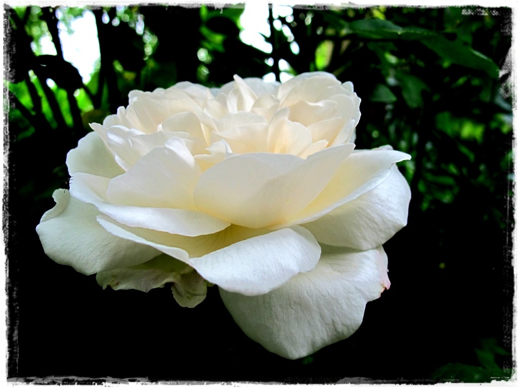 erste Blüte meiner weißen ,,Rose-Rosa,,