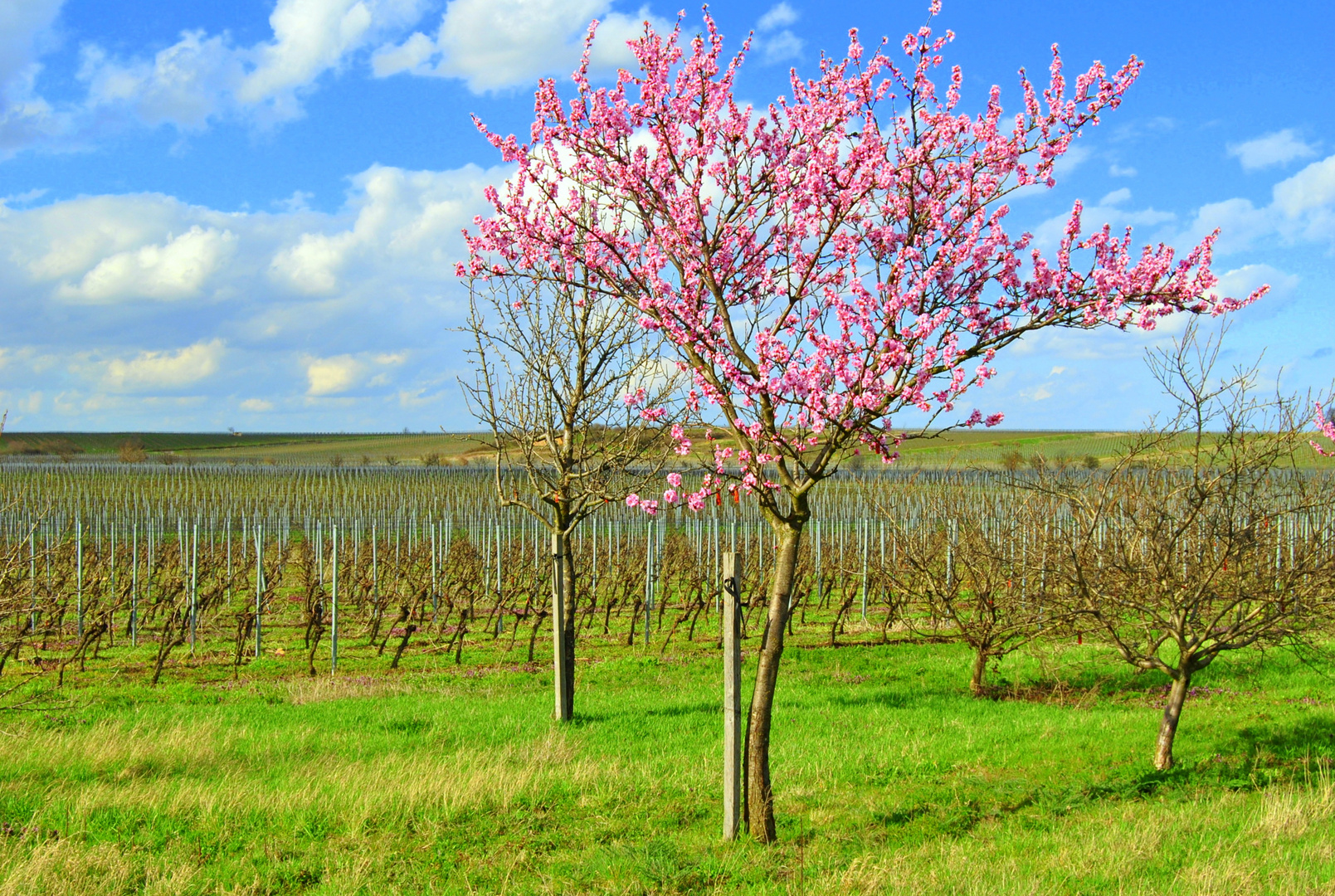 Erste Blüten..