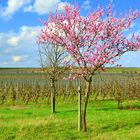 Erste Blüten..