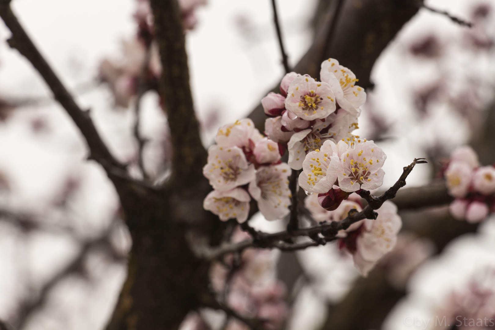 Erste Blüten