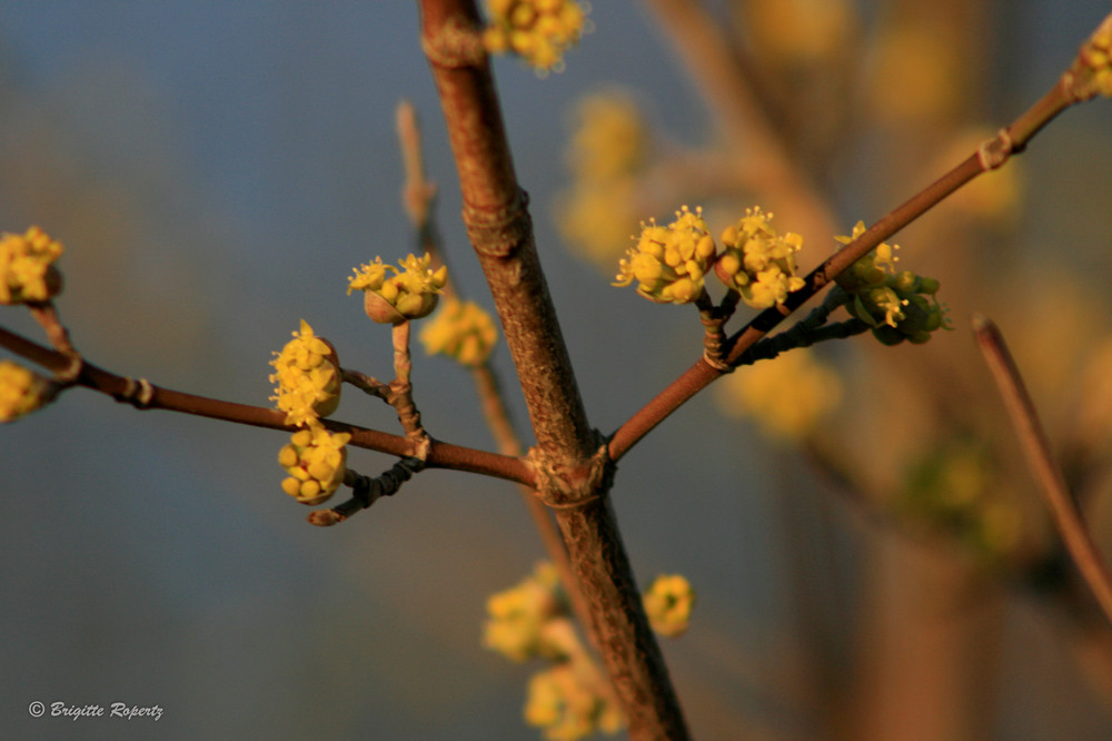 Erste Blüten Foto &amp; Bild | pflanzen, pilze &amp; flechten, bäume, blatt ...