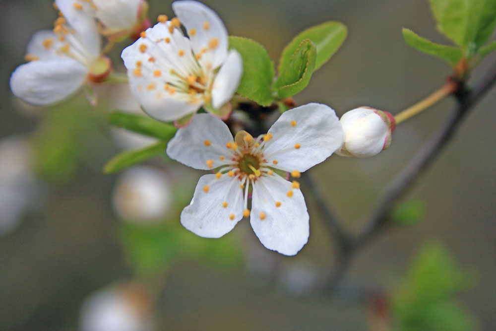 erste Blüten