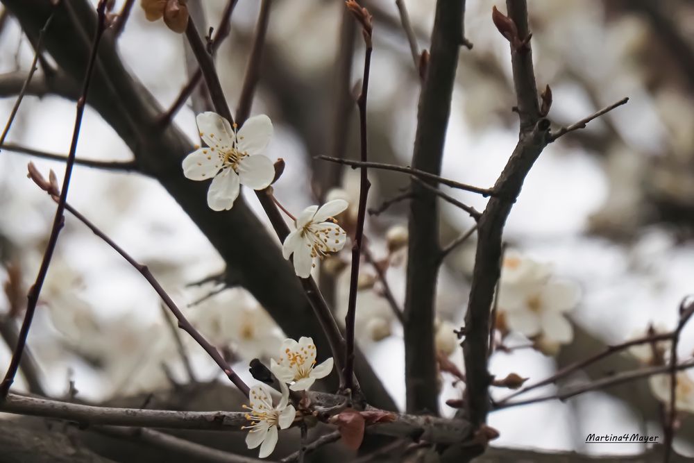 @erste Blüten