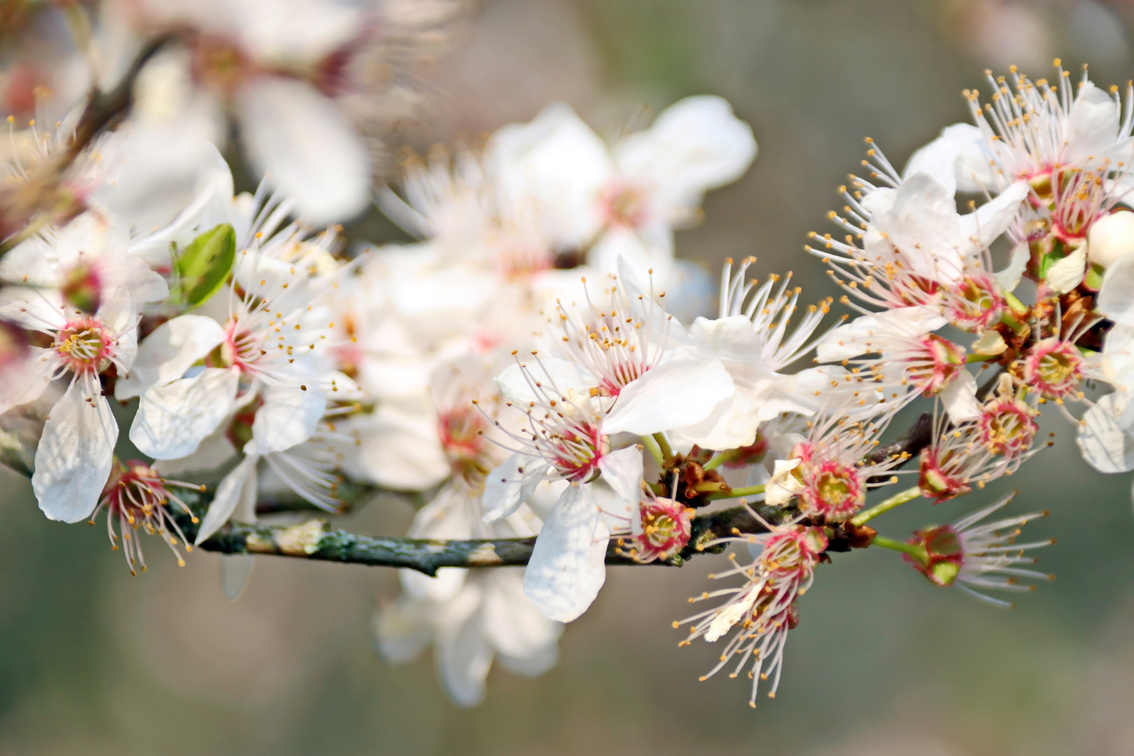 erste Blüten