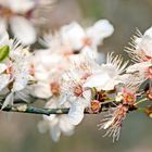 erste Blüten