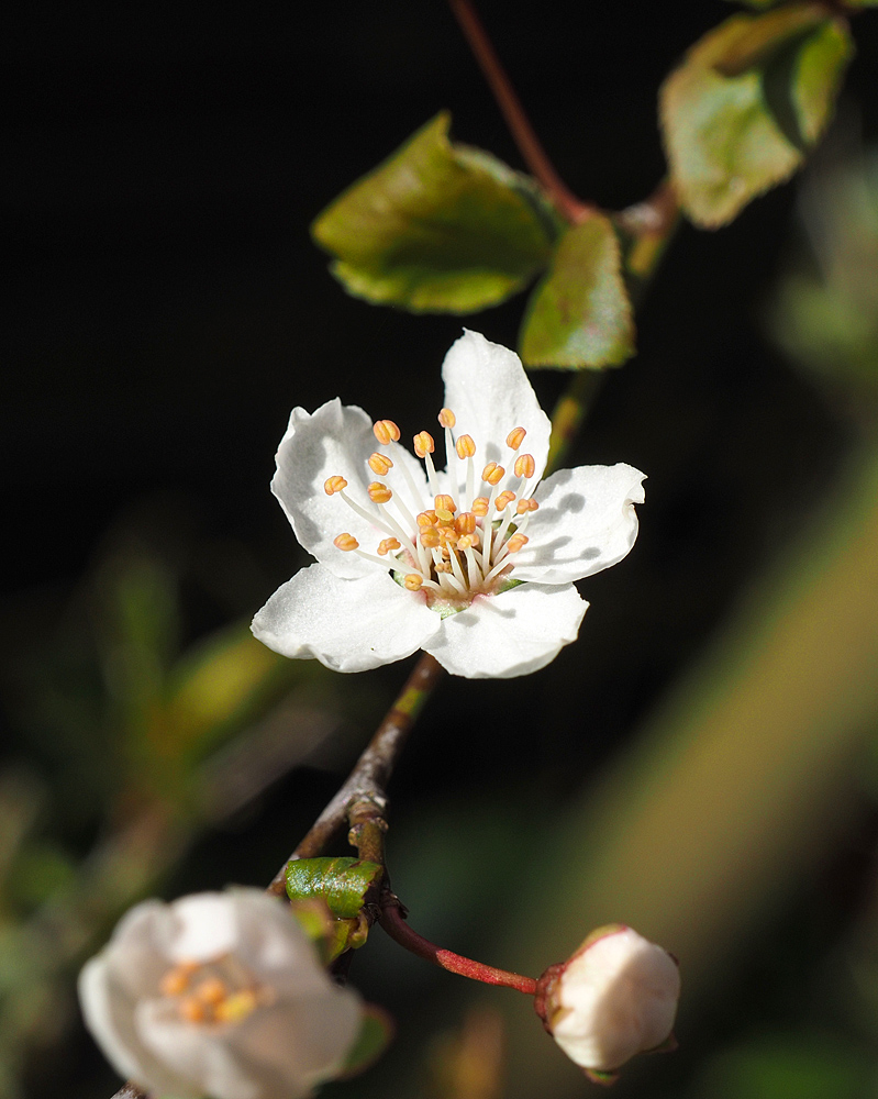 erste Blüten