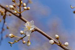 Erste Blüten