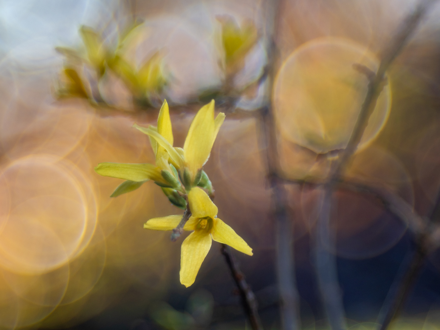 Erste Blüten