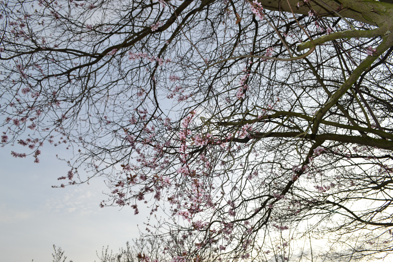 Erste Blüten