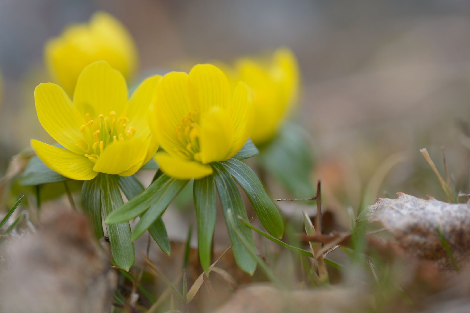 Erste Blüten