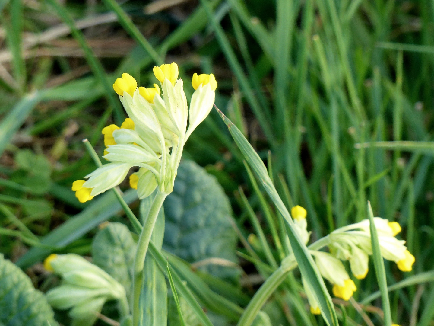 Erste Blüten