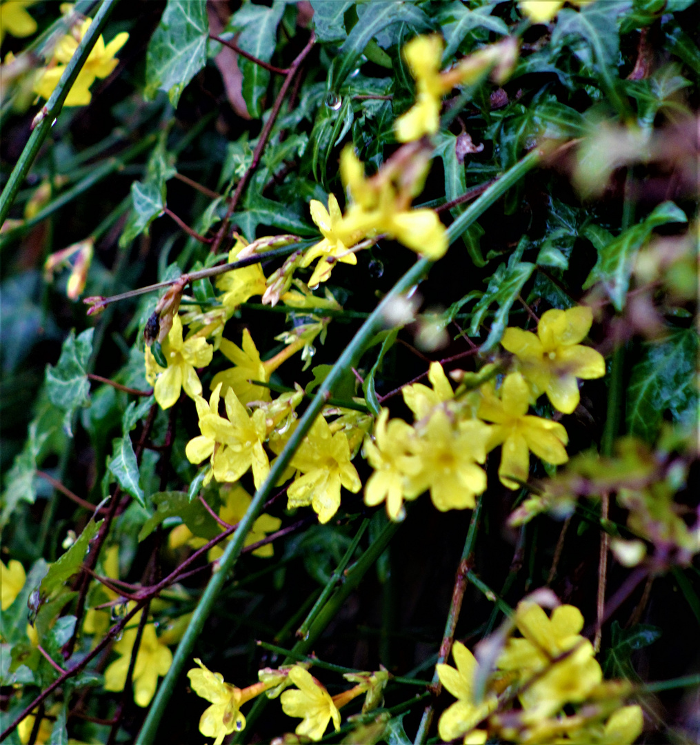 erste Blüten