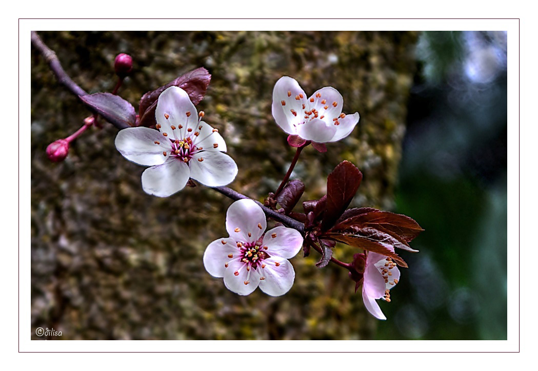 ~ erste Blüten ~