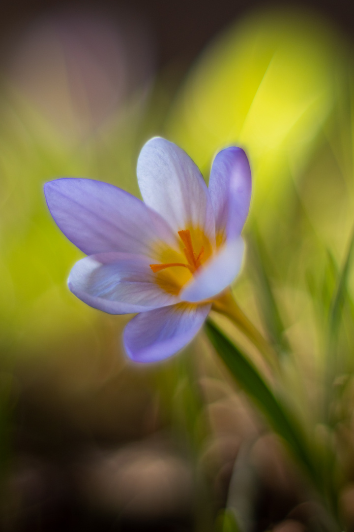 Erste Blüten