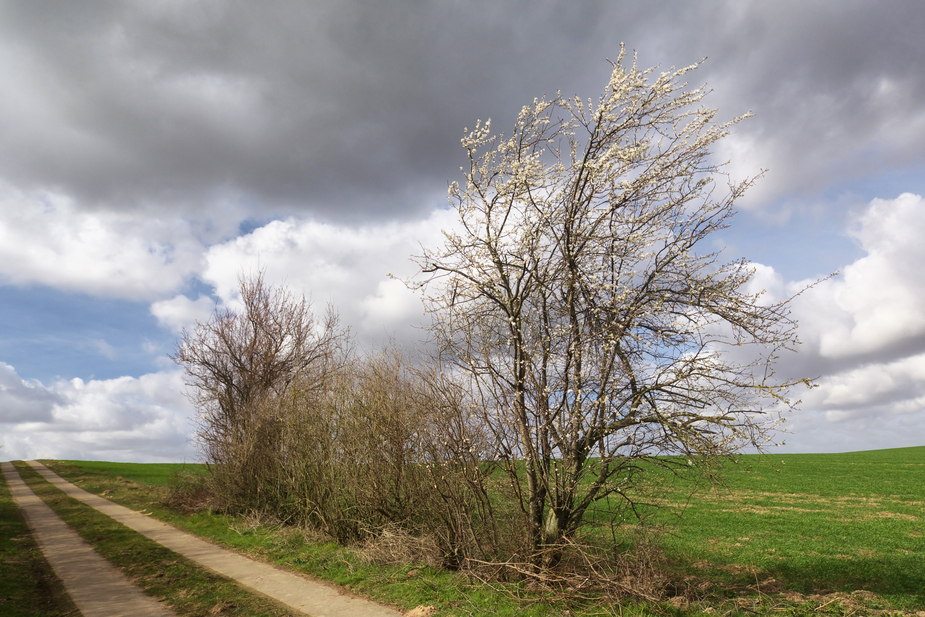 erste Blüten