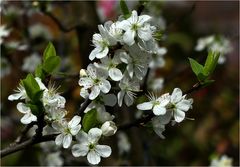 Erste Blüten