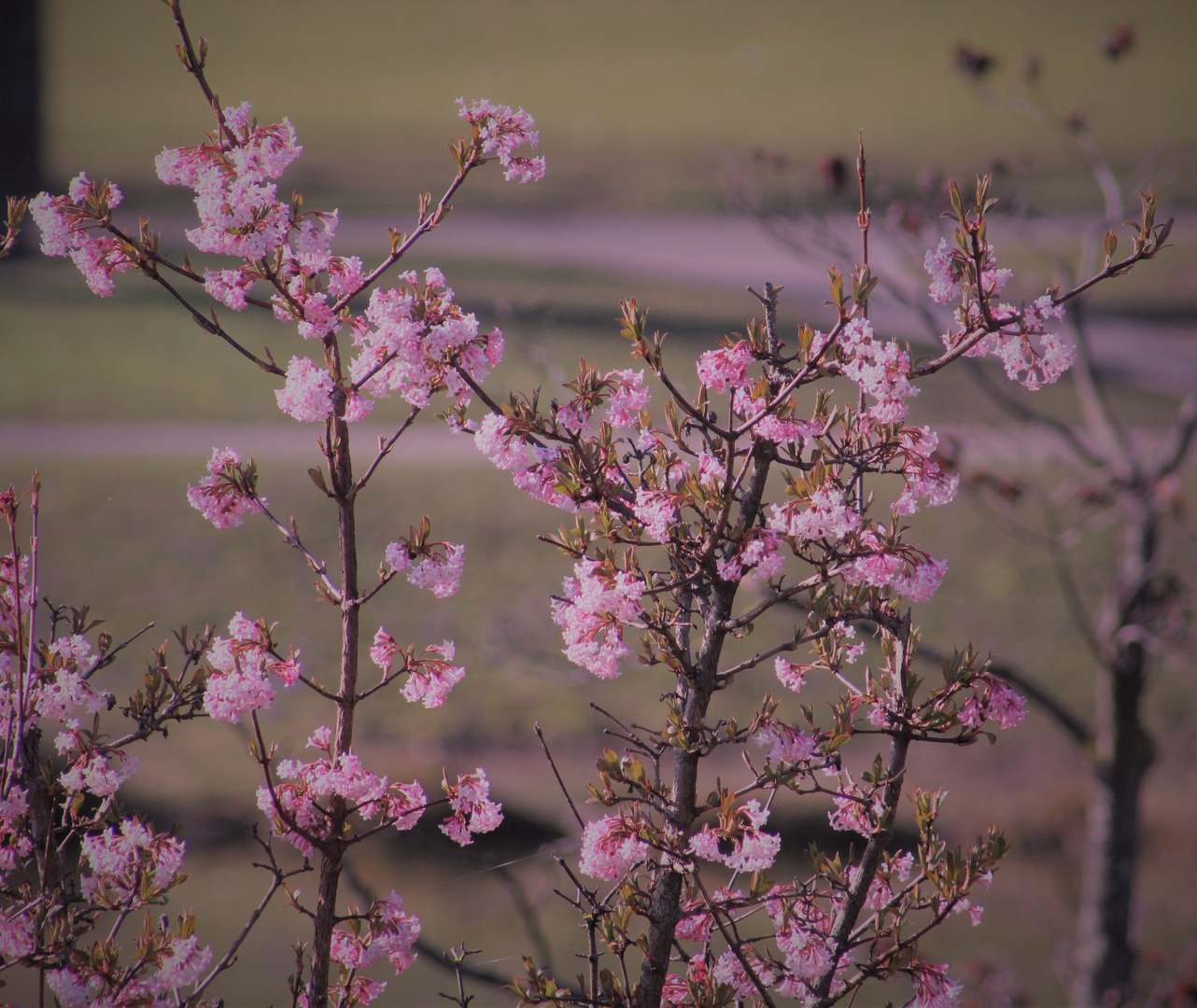 erste Blüten