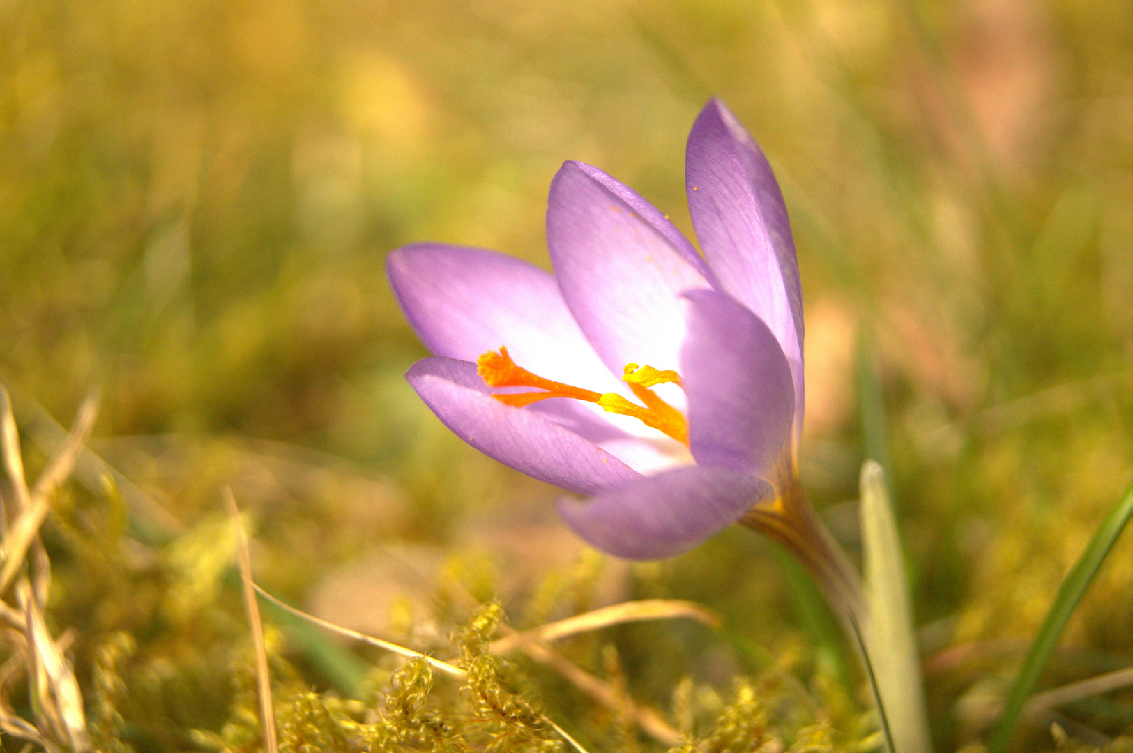 Erste Blüten