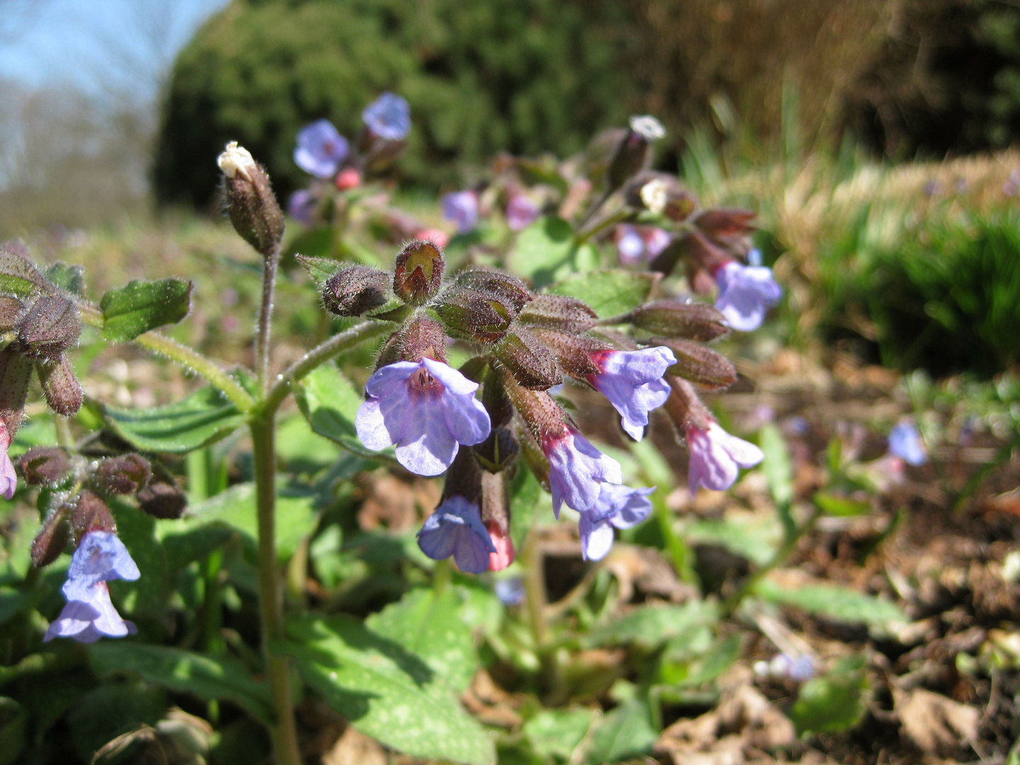 Erste Blüten